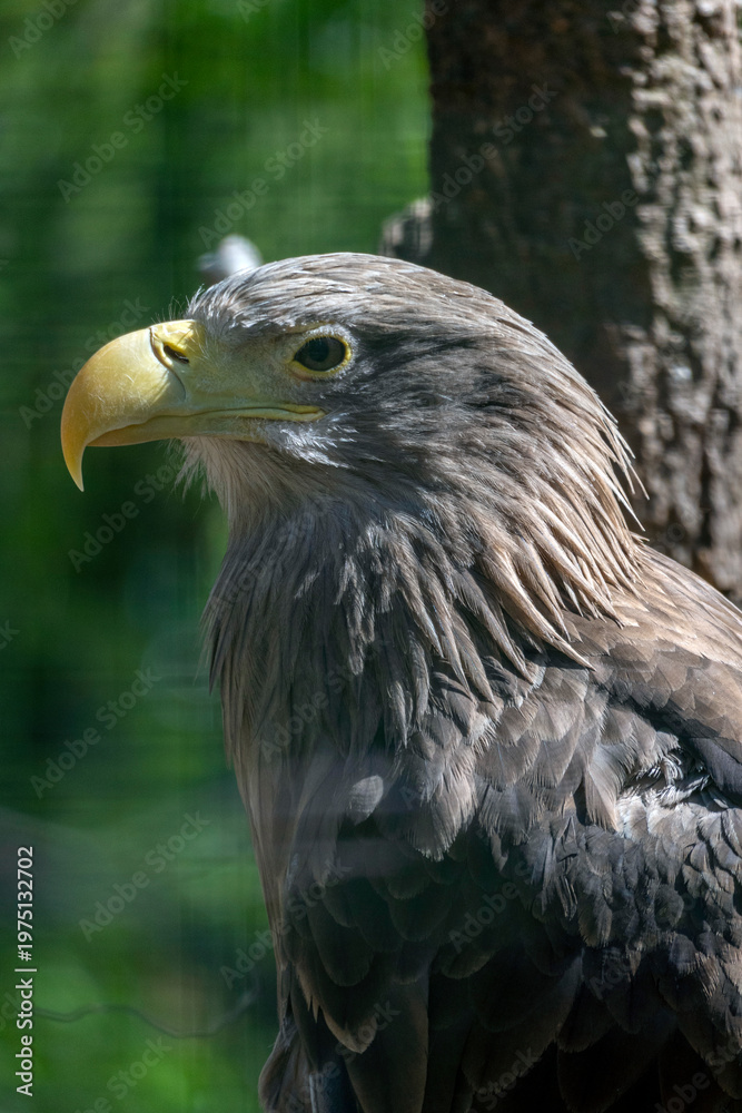 Obraz premium Close-up view of an eagle in a natural setting during the day