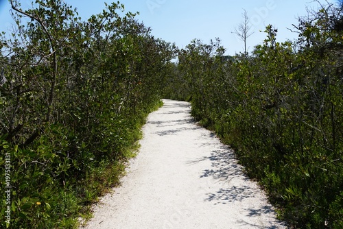 A sandy walking path curves through dense green vegetation under a clear blue sky on a bright, sunny day near DeSoto National Memorial Park, Bradenton, Florida, U.S