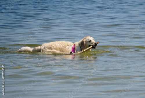 A light-colored dog swims in calm water while carrying a stick, wearing a purple collar near Emerson Point Preserve, Palmetto, Florida, U.S