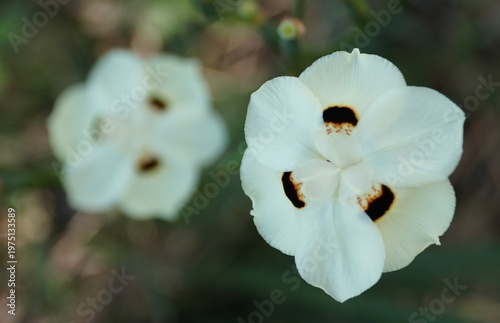 Closeup of Butterfly Iris with white six-petaled display dark central spots, with one sharply focused and the other softly blurred behind.