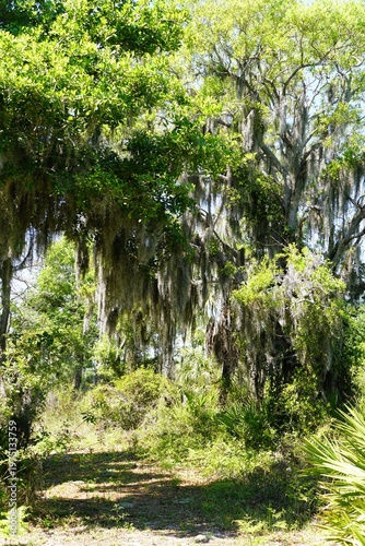 Lush green trees heavily draped with trailing Spanish moss tower over a sunlit sandy trail in a wild forest near near Lake Manatee State Park, Bradenton, Florida, U.S
