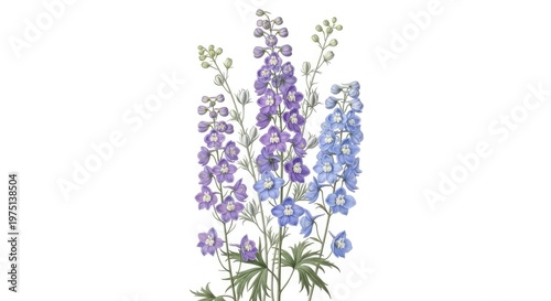Watercolor painting of lavender flowers on a white background