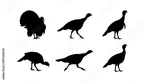 Wild turkey silhouette collection, 6 bird vector shapes in various poses, black turkey icons for Thanksgiving and autumn design