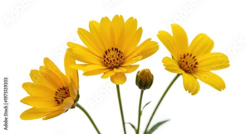 Three bright yellow flowers with green stems on a white background