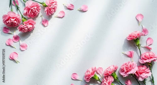 Delicate pink carnation blooms against a soft white background