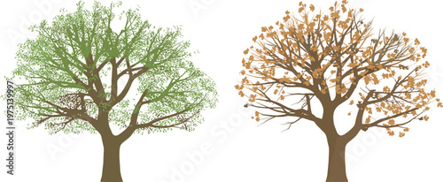 Two trees one green one autumn colored on white background 