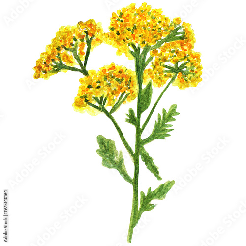 Fotografía Yarrow Wildflower Watercolor Illustration