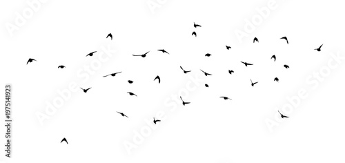 Flying birds silhouette flock. hand drawing. Not AI. Vector illustration