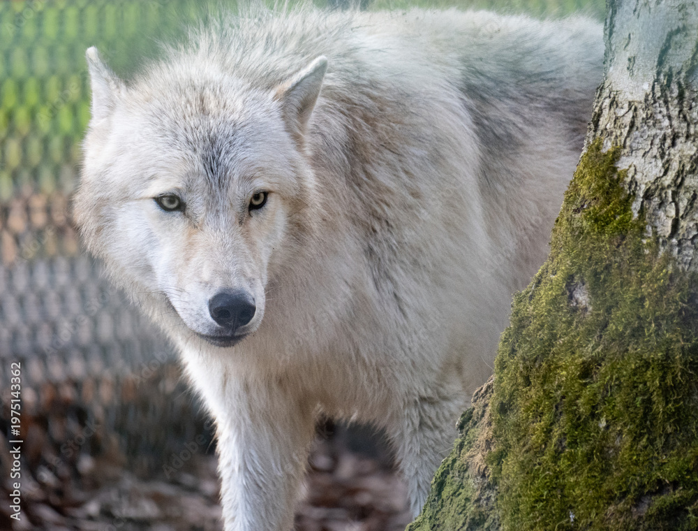 Fototapeta premium Tiere im Naturpark