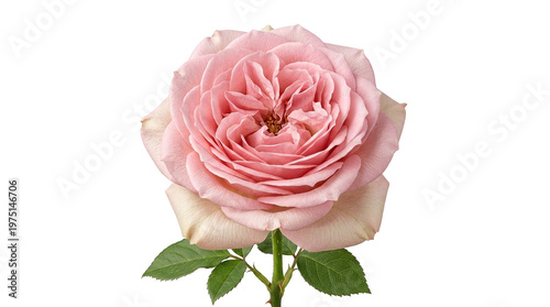 Blooming pink English rose, elegant garden flower head, romantic pastel floral wedding decoration isolated on Transparent Background