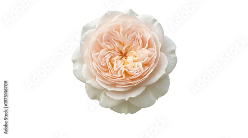 Peach English rose flower head, blooming apricot garden rose, elegant floral wedding element isolated on Transparent Background
