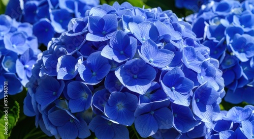 Stunning massive mophead of vibrant deep sapphire blue hydrangea blossoms thriving in bright summer sunlight, showcasing detailed petals, tranquil, floral, bloom