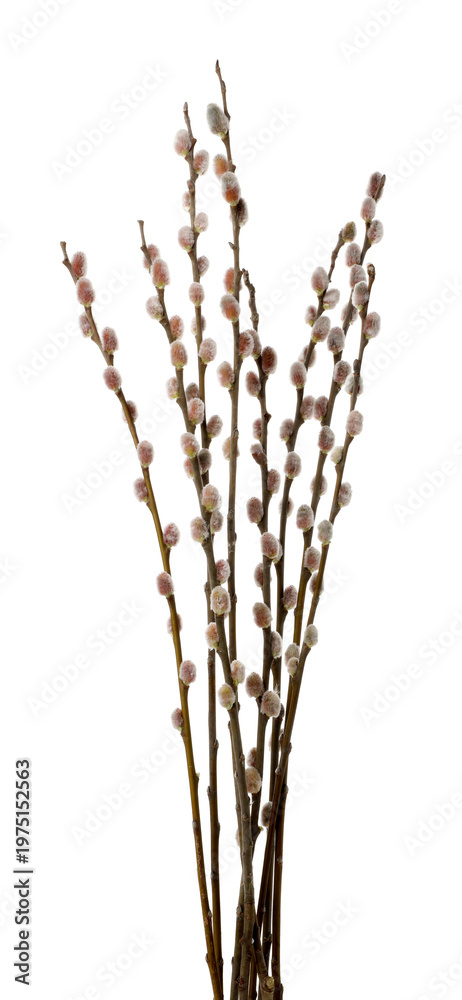 Fototapeta premium Beautiful blooming willow branches isolated on white. Springtime