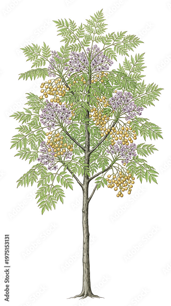 Fototapeta premium Elegant botanical drawing of a flourishing tree featuring purple flowers, golden berries, and green foliage
