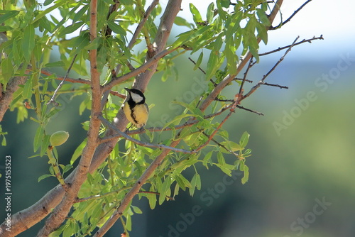 Great tit perched among almond tree branches in soft daylight