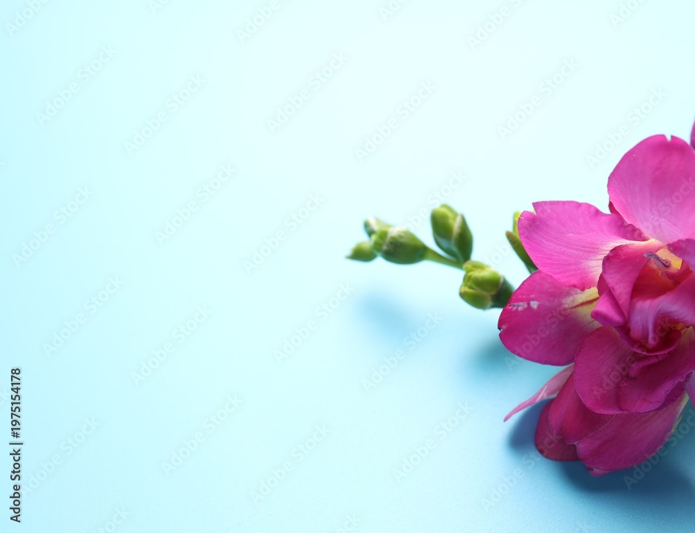 Fototapeta premium Beautiful freesia flower on light blue background, closeup. Space for text