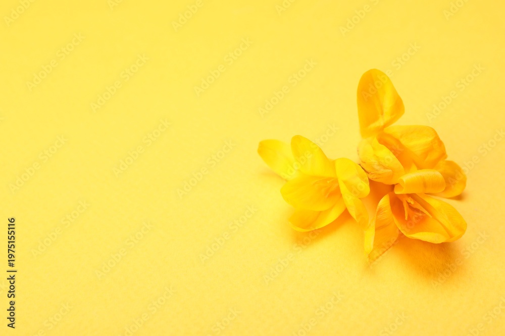 Obraz premium Beautiful crocus flowers on yellow background, closeup. Space for text