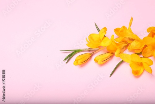 Beautiful crocus flowers on pale pink background, above view. Space for text
