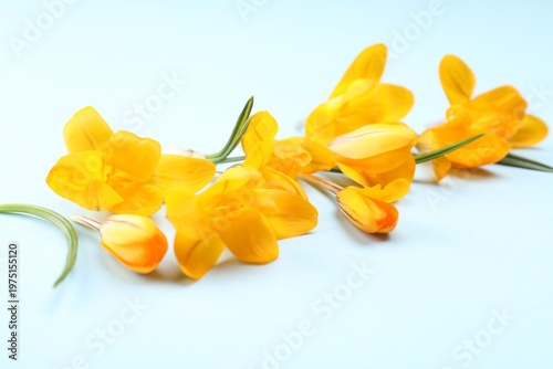 Beautiful orange crocus flowers on light blue background, closeup