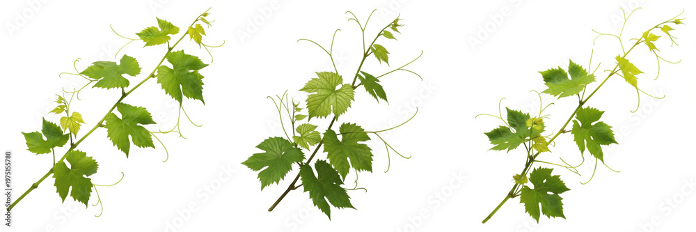 Fototapeta premium Fresh Green Grapevine Branches with Leaves and Tendrils Isolated on White Background. Set of Three Organic Vitis Vinifera Sprigs. Natural Vineyard Foliage for Wine and Food Design.