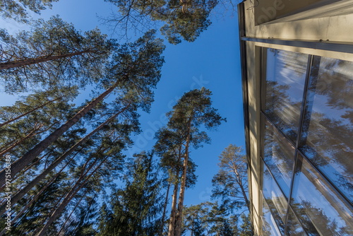 Tall trees stretch upward into the clear blue sky. A building sits at the edge of the forest, with glass windows reflecting the surroundings. The setting is bright and sunny
