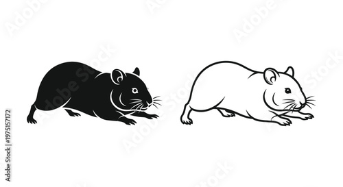Rodent Comparison: Black vs White Rat Guide Vector