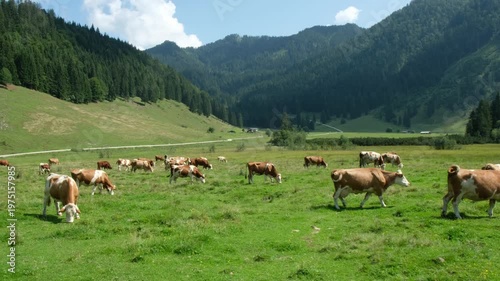 A herd of cows in a valley of the Bavarian Alps