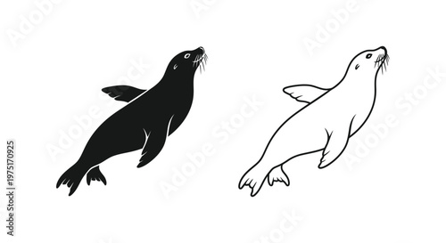 Sea Lions vs Seals: Marine Mammal Comparison Vector