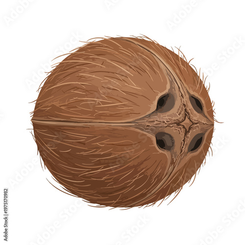 Close-up of a textured, brown, hairy coconut with three visible germination pores