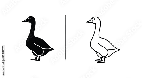Duck Silhouette Comparison: Male vs Female Vector