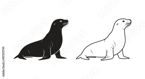 Sea Lion vs Sealion Illustration Guide Vector