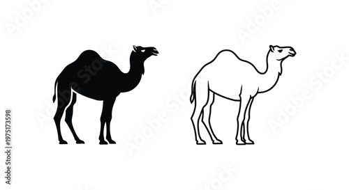 Dromedary vs Bactrian Camel: Key Differences Vector