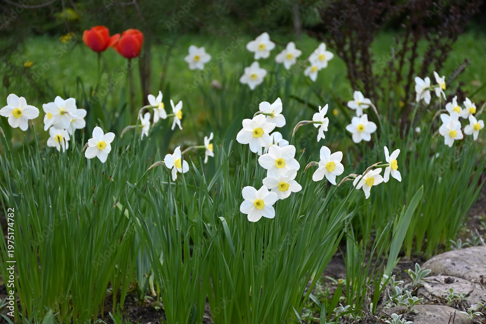 Fototapeta premium White narcissus flowers blooming in a spring garden flowerbed with red tulips background
