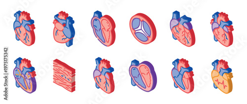 Isometric human heart anatomy illustrations depicting different aspects of the vital organ and its internal structures.