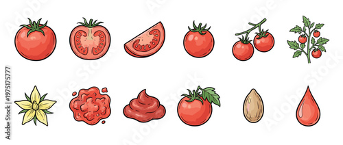 Tomato fruit, plant, flower, sauce, seed, and juice vector illustrations showcasing various forms and stages of the popular vegetable.