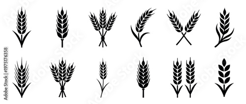 Wheat grain cereal ear spike icons set representing various agricultural plants and harvest symbols for food, farming, and bakery products.