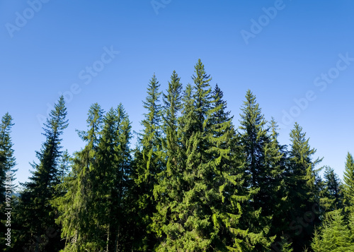 Tall green spruce tree canopy (Picea abies) standing against a clear, vibrant blue sky in a mountain forest.