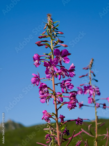 Fotografie Flowering fireweed stalk (Chamaenerion angustifolium) with vibrant pink blossoms reaching up against a clear blue sky background