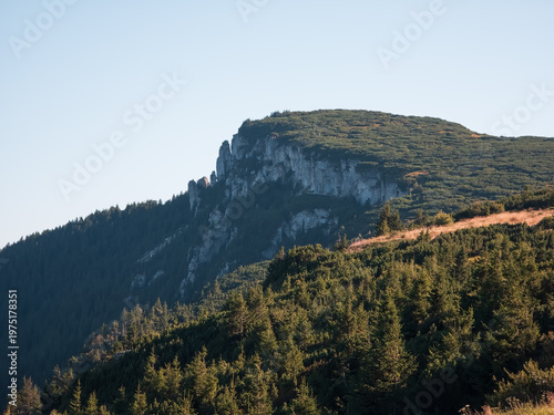 Konstfotografi Rocky cliff ridge covered in alpine dwarf pine shrubland (Pinus mugo) and spruce forest illuminated by late afternoon sunlight on Ceahlău Massif, Romania