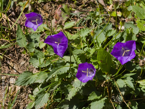 Quadro su tela Purple bellflowers (Campanula persicifolia) blooming among green foliage and ground cover in a sunlit alpine setting