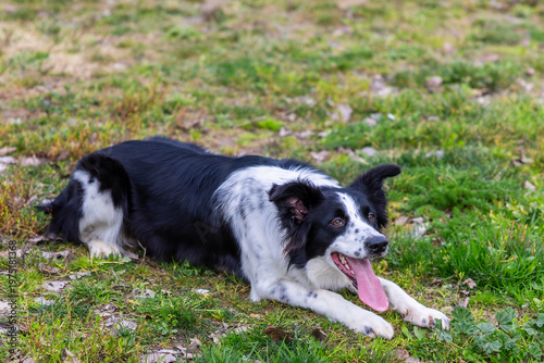 Bilde på lerret Border collie dog resting on grass field panting