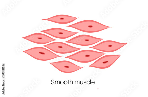 Cells structure sketch