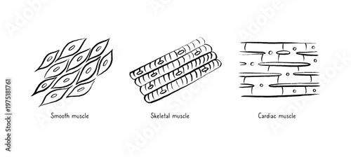 Cells structure sketch