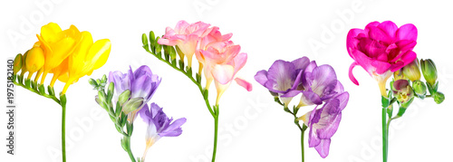 Freesia flowers in vibrant colors isolated on white, set