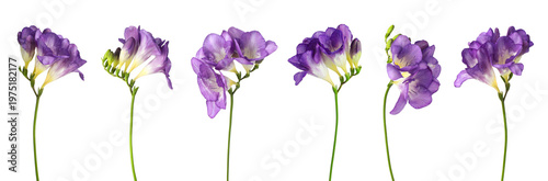 Purple freesia flowers isolated on white, set