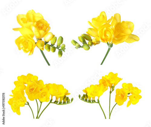 Vibrant yellow freesia flowers isolated on white, set