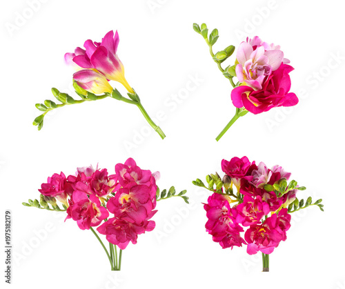 Beautiful freesia flowers isolated on white, set