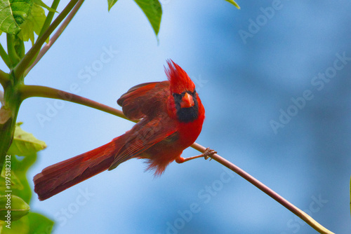 Red feathered northern cardinal about to take flight.