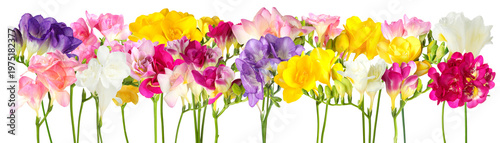 Many vibrant freesia flowers on white background