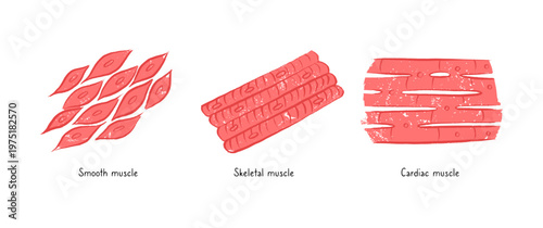 Cells structure sketch